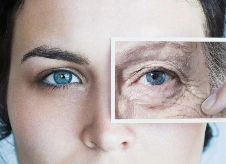 Anti-ageing function of human cell protein discovered Anti-ageing function of human cell protein discovered
