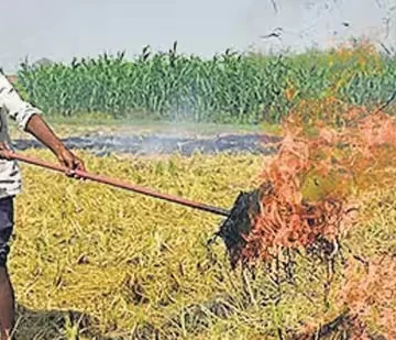 Kharif harvesting begins, 214 farm fires reported in 2 weeks in Punjab