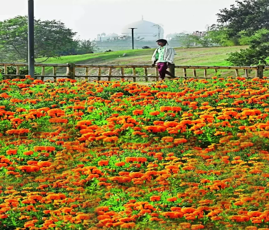 3,000 Tulip bulbs planted in new Parliament Building complex