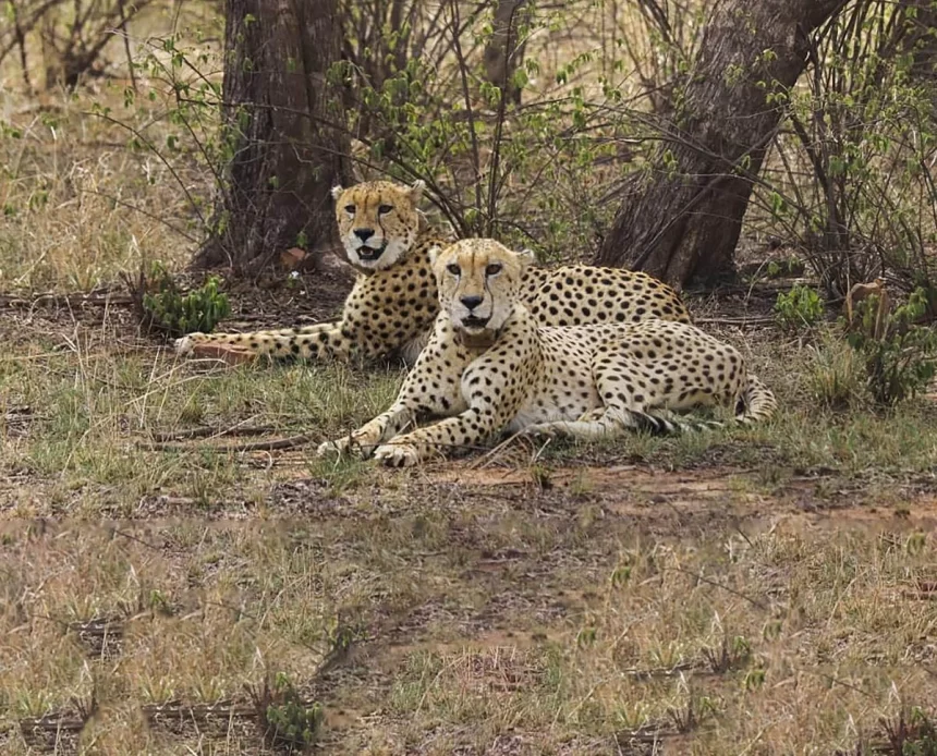 Cheetahs’ second home in India, Gandhi Sagar Wildlife Sanctuary, almost ready