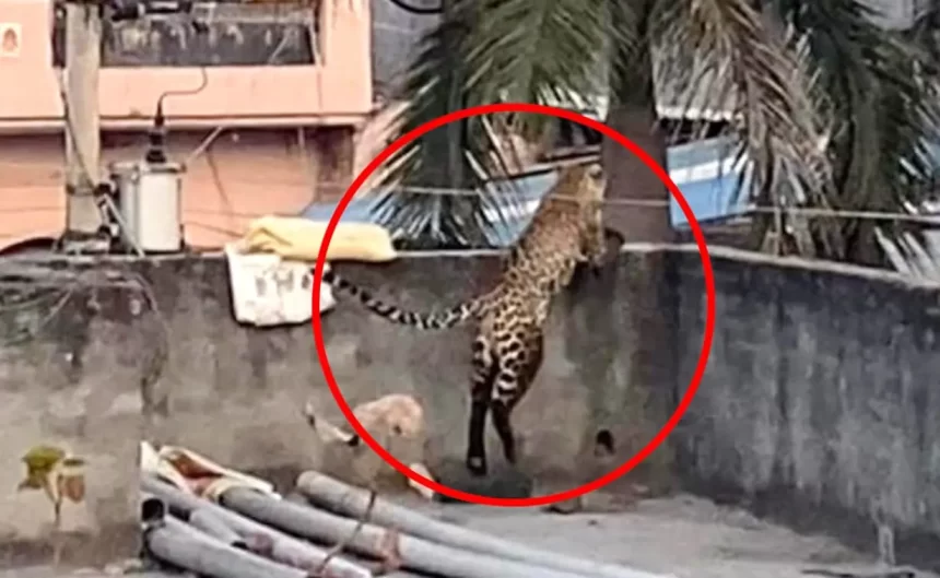 Panic In North Delhi As Leopard Enters House, Attacks 5 People