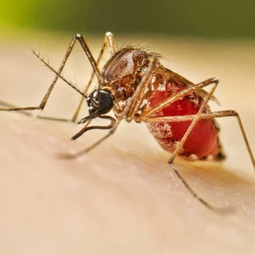 Delhi reports 300 dengue cases in  one week