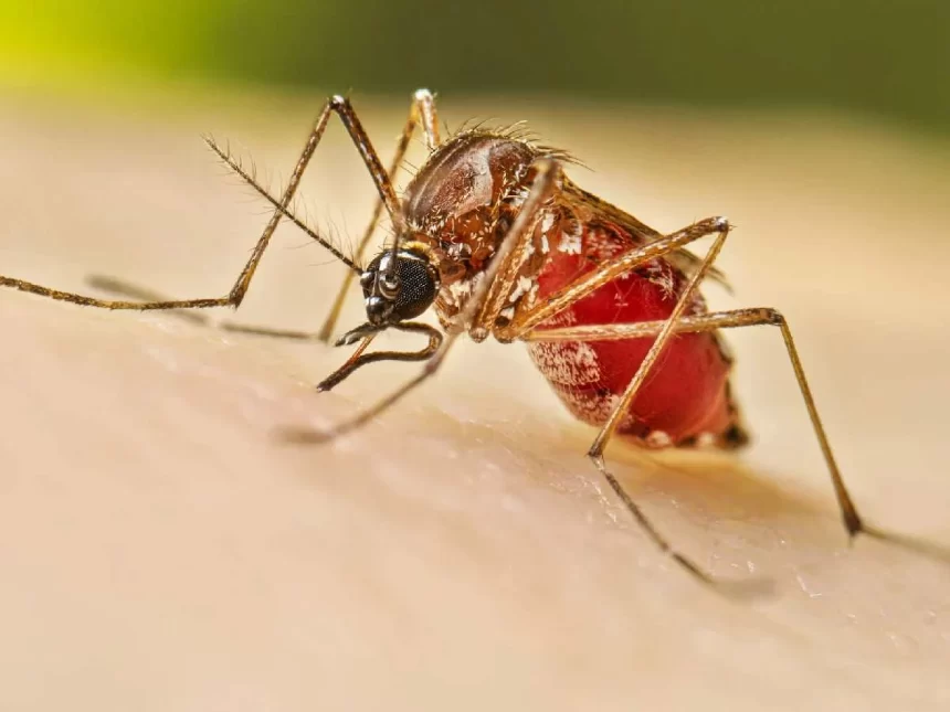 Delhi reports 300 dengue cases in  one week