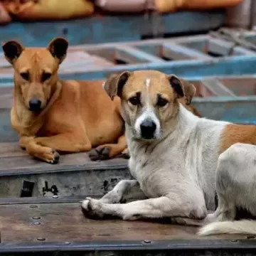MCD to float tenders for citywide microchipping, vaccination of stray dogs MCD to float tenders for citywide microchipping, vaccination of stray dogs
