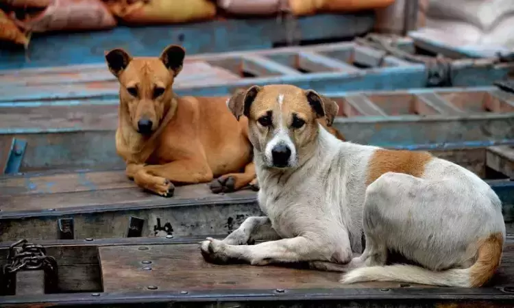 MCD to float tenders for citywide microchipping, vaccination of stray dogs MCD to float tenders for citywide microchipping, vaccination of stray dogs