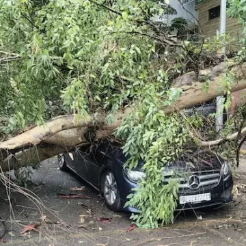 Red alert in Delhi as rain batters capital, tree crushes vehicles