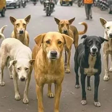 HC seeks report from Delhi govt on steps taken to remove stray dogs by July 31 HC seeks report from Delhi govt on steps taken to remove stray dogs by July 31