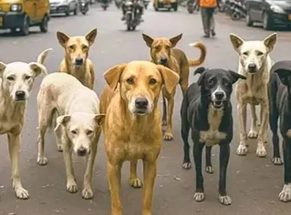 HC seeks report from Delhi govt on steps taken to remove stray dogs by July 31 HC seeks report from Delhi govt on steps taken to remove stray dogs by July 31